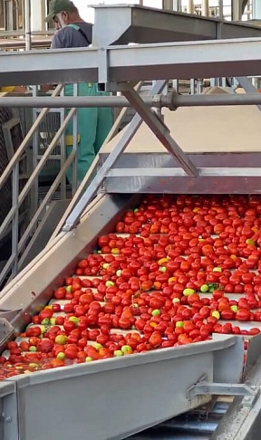 2 5 000 тонн томатов в сутки