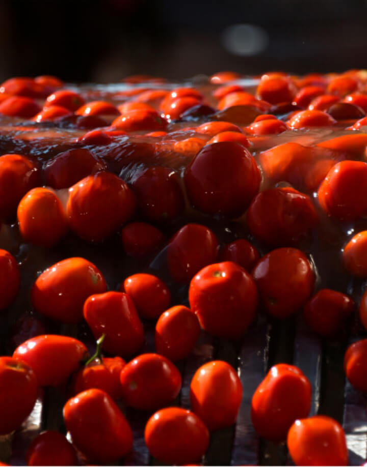 Помидорное поле